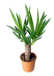 Юкка Yucca d14-60см
