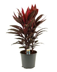 Cordyline Tango 3pp 17-60