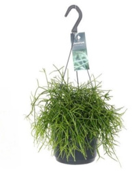 Rhipsalis Bacci Oasis Hangpot 17-35