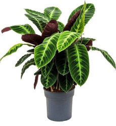 Калатея Calathea Warscewiczii
