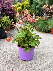 Гравилат Geum Pink Petticoats 2л (М)