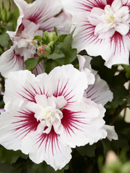 Гибискус Hibiscus Syr China Chiffon d23-95см