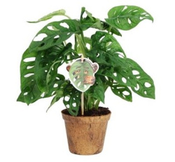 Монстера Monstera Obliqua Monkey Leaf 12-30