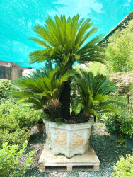 Саговник Cycas Revoluta Bonsai d110h265см