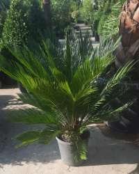 Саговник CYCAS REVOLUTA 7L