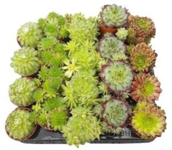 Семпервивум Sempervium mix 6-8