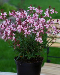Гаура Gaura Линдхеймера
