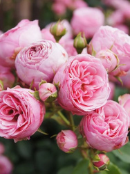 Роза Rosa Pomponella 3л (Г)