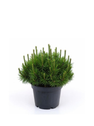 Сосна Pinus Mugo Pumilio d19-25см