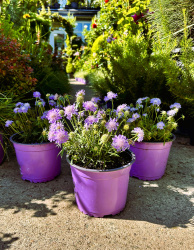 Скабиоза Scabiosa Ritz Rose 2л (М)