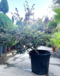 Лоропеталум LOROPETALUM CHINENSE 25л (7569)