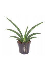 Сансевие́рия Sansevieria Zоe d13-25см