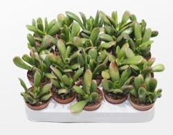 Крассула Crassula Хоббит Sunset 5-12