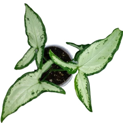 Syngonium angustatum 9-18