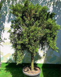 Можжевельник JUNIPERUS TAMARICIFOLIA 30л 1-2 штамб (79962)1