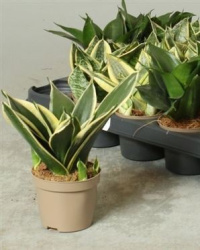 Sansevieria Trifasciata Mix
