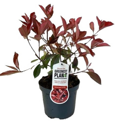 Фотиния Photinia Fraseri Little Red Robin 17-40