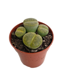 Литопс Lithops d4-6см