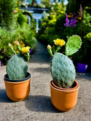 Опунция Opuntia 1,5-2л (М)