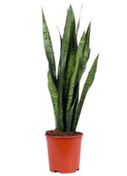 Sansevieria Zeylanica 21-80
