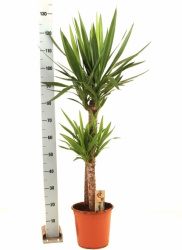Yucca