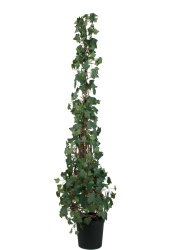 MrPlant-7159-180