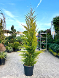Кипарис CUPRESSUS MACROCARPA GOLDCREST 12л 125-150см