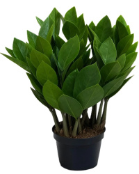 Замиокулькас Zamioculcas d15-55см