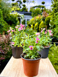 Немезия Nemesia d1220см (М) (2)