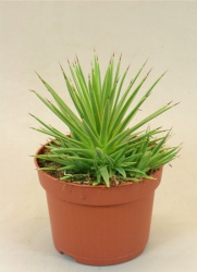 Агава Agave Stricta Nana d11-17см дж