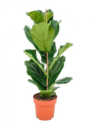Фикус Ficus Lyrata d21-110см