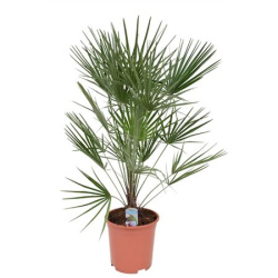 Хамеропс Chamaerops Humilis d26-100см