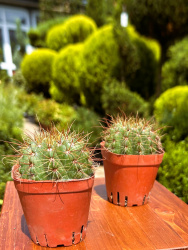 Кактус Cactus Green King (Red Flower) d78см