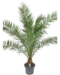 Финик канарский Phoenix canariensis d27-160см