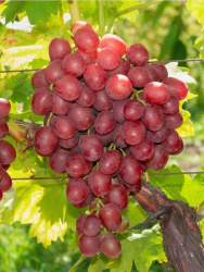 Виноград Vitis Vin Vanessa d15-65см