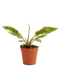 Филодендрон Philodendron Ring Of Fire d09см