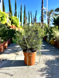 Гревиллея GREVILLEA JUNIPERINA 9л