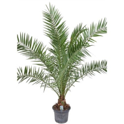 Финик канарский Phoenix canariensis d30-200см