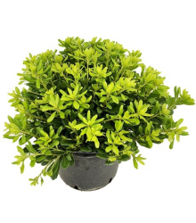 Pittosporum Tobira Nanum