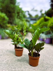 Замиокулькас Zamioculcas d1555см