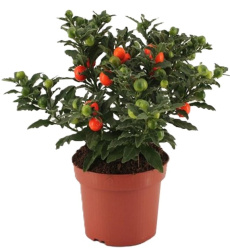 Solanum Pseu. Bartoli 14-30