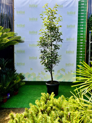 Яблоня Malus tschonoskii 200см (Г)