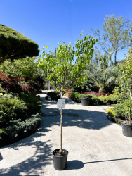 Груша PYRUS COMMUNIS 9л 12 штамб