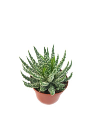 aloe_humilis_x_pratensis-9
