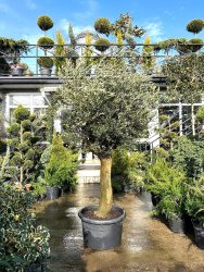 Олива OLEA EUROPAEA 70л 150-170см шар на штамбе