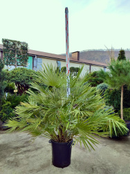 Хамеропс CHAMAEROPS HUMILIS 30л 100см