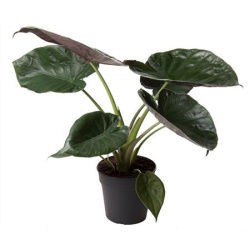 Алоказия Alocasia  Wentii 19-75