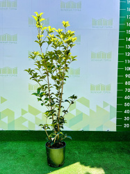 Османтус OSMANTHUS AQUIFOLIUM 5л