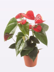 Антуриум Anthurium Jambo Red d12-45см