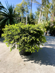 Ель PICEA NIDIFORMIS 100л d80см (М)